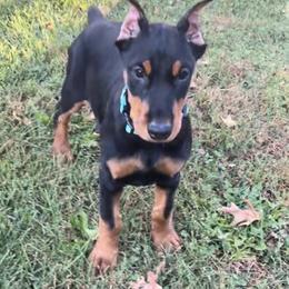 Girl 1 - Black and rust female Doberman Pinscher puppy in Centralia, Missouri from TopSpots Farm