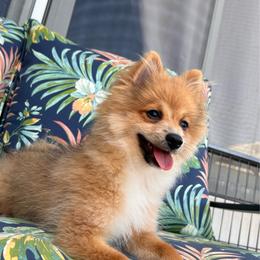 Pomeranian puppies from Roxy's Pomeranian Puppies