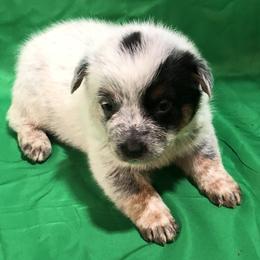 L63-04 - Blue male Australian Cattle Dog puppy in Sheridan, Oregon from 6pk Cattledogs
