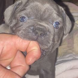 French Bulldogs from Clinton’s Frenchies