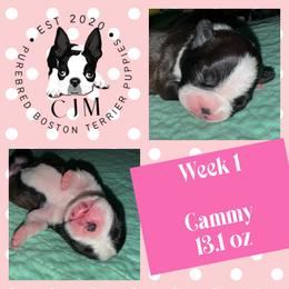Cammy - Black and white female Boston Terrier puppy in Jupiter, Florida from CJM Boston and Boxer Puppies
