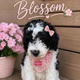 Blossom - Tri-color female Bernedoodle puppy in Mint Hill, North Carolina from Ball-Y-Hoo Bernedoodles