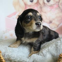 Edna - Dapple female Dachshund puppy in Pace, Florida from Shoebox Doxie’s