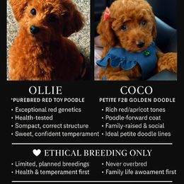 Poodle puppies from ShesoPoodles