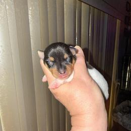 Ruby male 2 - White black and tan male Toy Fox Terrier puppy in Clermont, Florida from Debbie Hiles's Toy Fox Terriers