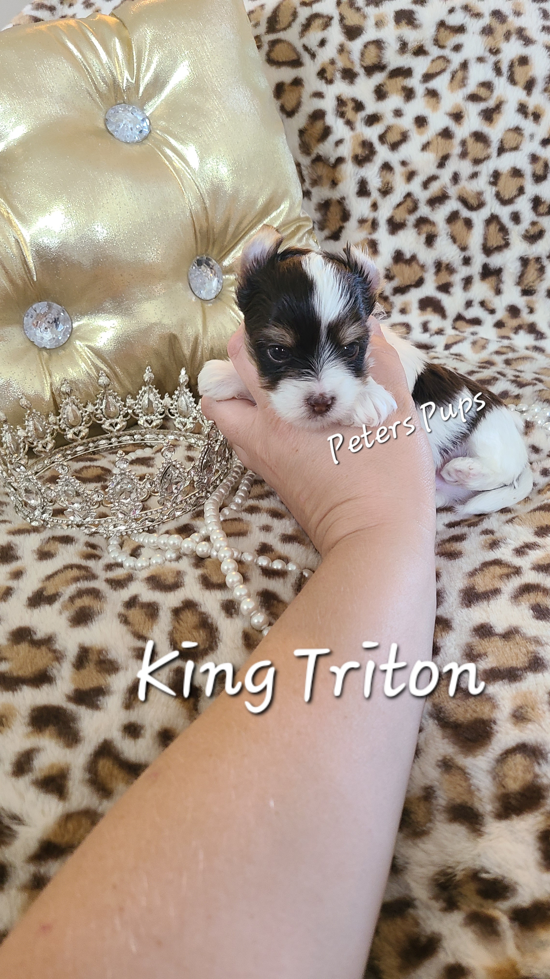 Yorkshire Terrier Puppies from Peters Pups Yorkshire Terriers