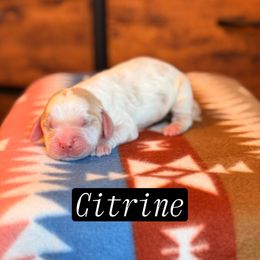 Citrine - Lemon and white female English Springer Spaniel puppy in Uvalda, Georgia from Willow Creek Farms