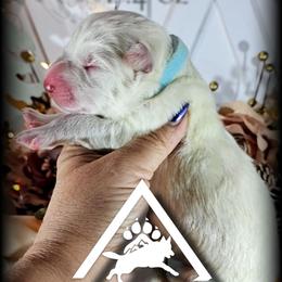 Jarvis - White male German Shepherd puppy in Sequim, Washington from German Shepherd Haus