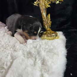 Black 2 - Black tri-color male Australian Shepherd puppy in Loganville, Georgia from Howell Aussies