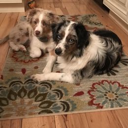 Miniature Australian Shepherds and Toy Australian Shepherds from Sonlight Ridge Aussies