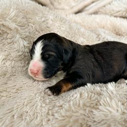 Eleanor Ribgy - Sable female Bernedoodle puppy in New River, Arizona from Sonoran Standard Doodles