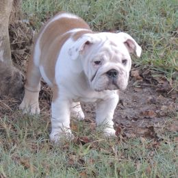 Bulldog Puppies from Saint Brides Bulldog