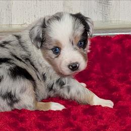 Aubry - Blue merle female Miniature Australian Shepherd puppy in Lufkin, Texas from Texas Lil Cowdogs