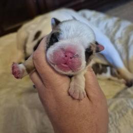 BLUE - Red male Bulldog puppy in Walhalla, South Carolina from Lowery's English Bulldogs