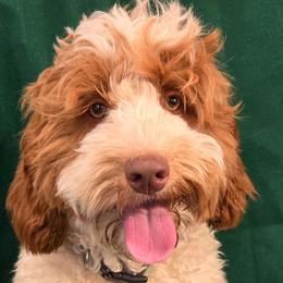 Azalea - Caramel cream Australian Labradoodle puppy in Jefferson/Salem, Oregon from Freedom Labradoodles