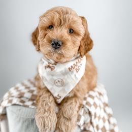 Thread - Apricot male Goldendoodle puppy in Jamestown, Kentucky from Milk & Honey Doodles