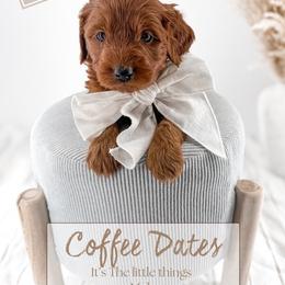Coffee dates - Red  female Goldendoodle puppy in Harrodsburg, Kentucky from Firefly Farm Minis