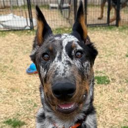 Scylla (Orange collar) - Harlequin female Beauceron puppy in Waller, Texas from Côté Obscur