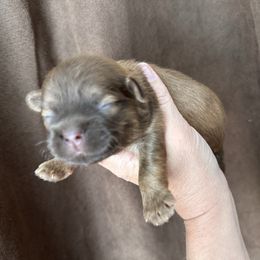SpiderMan (Liver Male) - Liver male Shih Tzu puppy in Kodak, Tennessee from Cutshall Babies