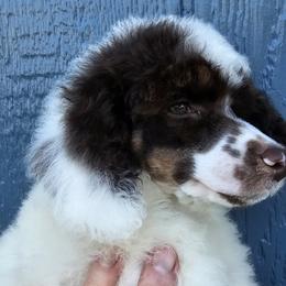 Boy 2 - male Poodle puppy in Poplar Grove, Illinois from Awesome Paws