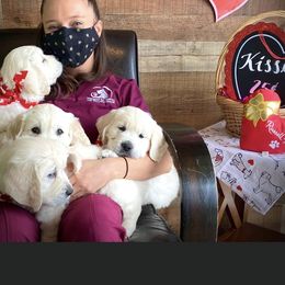 Golden Retriever Puppies from Golden Barnes Kennel