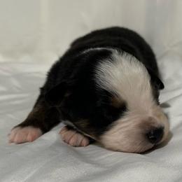 Dora - Black tri-color female Australian Shepherd puppy in Lynnville, Indiana from Moonlightaussies