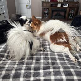 Papillon All Grown Up from Heather's Papillons