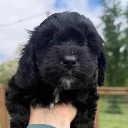 Murtaugh - Black male Cavapoo puppy in Fayette County, Ohio from Happy Tails