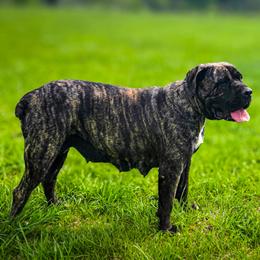 Daphne - Cane Corso