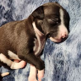 Girl 1 - Seal female Italian Greyhound puppy in Snohomish, Washington from Divine Italian Greyhounds
