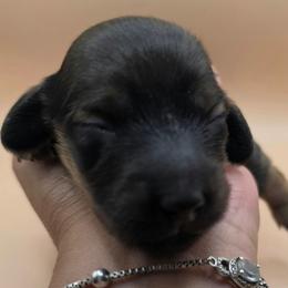 Coco Bean - Shaded Red or Cream - Cream female Dachshund puppy in Pueblo, Colorado from HotDachs