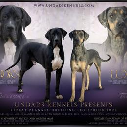 Great Dane puppies from UNDAD'S KENNELS
