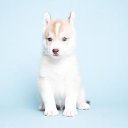 Vin - Red and white male Siberian Husky puppy in Meadow Vista, California from Thistle Hill Siberians