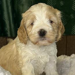 Orange collar girl - Apricot female Australian Labradoodle puppy in Fairfield, California from Twin Sisters Doodles
