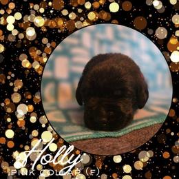 Holly - Pink Collar - Black female Labrador Retriever puppy in Sumerduck, Virginia from Cedar Mountain Retrievers
