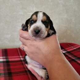 Boy 4- Arrow - Black tan and bluetick male Beagle puppy in Bell, Florida from Pridgeon Kennels