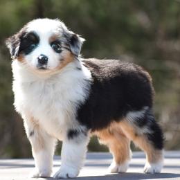 Journey - Blue merle female Miniature American Shepherd puppy in Omaha, Arkansas from Ashland Miniature American Shepherds & Miniature Australian Shepherds