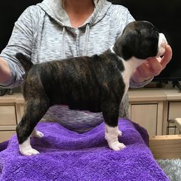 Boxer Puppies from Cinnamon Girl's Boxers