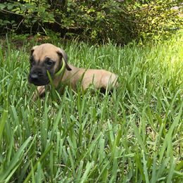 Green collar fawn male - Fawn male Great Dane puppy in Houston, Texas from Draggin Dobermans & Great Danes