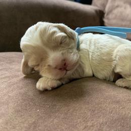 Dewey - Buff and white male Cockapoo puppy in Bedford, Iowa from Our Father’s Doodles