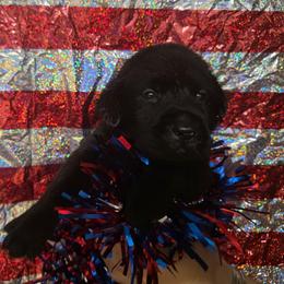 Boy 2 - Black male Labrador Retriever puppy in Holyoke, Massachusetts from Urban Oak Labradors LLC