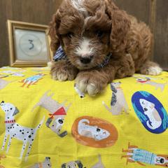 Cavapoo and Cockapoo Puppies from WoodHaven Pups MN