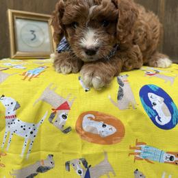Cavapoo and Cockapoo Puppies from WoodHaven Pups MN