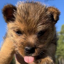 Norwich Terriers from Nottingham Norwich