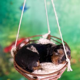Wasabi - Dapple male Dachshund puppy in Westport, Kentucky from Lonestar Creek Farm