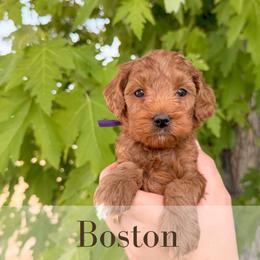 Boston - Red  female Goldendoodle puppy in Melba, Idaho from KZ Doodles