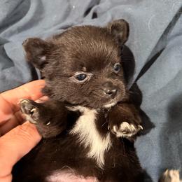 Milo (PomChi) - Black male Chihuahua puppy in Holbrook, New York from Alyce’s Angels