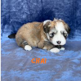 Boy 1 - Fawn sable male Havanese puppy in Fielding, Utah from LUCKY HAVANESE
