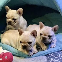 French Bulldog Puppies from Sapphire Skies French Bulldogs