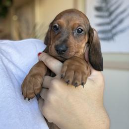 Dachshund All Grown Up from Hotdawgz standard AKC dachshunds